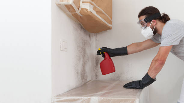 Professional Mold Testing technician working in Carr, CO